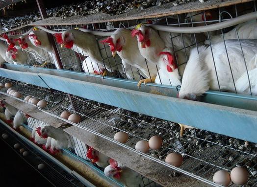 养好蛋鸡应注意的环节,蛋种鸡养殖关健要点