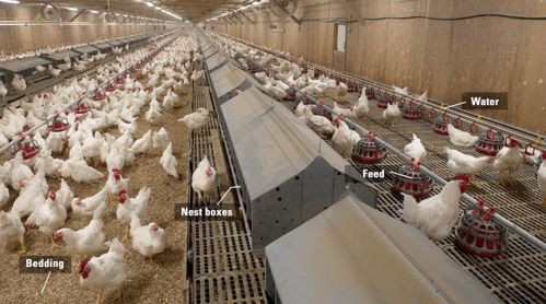 2021年肉种鸡光照程序的新趋势